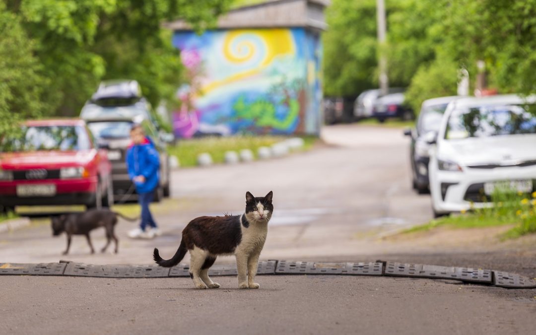 Umsetzung der Verordnung zum Schutz freilebender Katzen im Gebiet der Stadt Dortmund