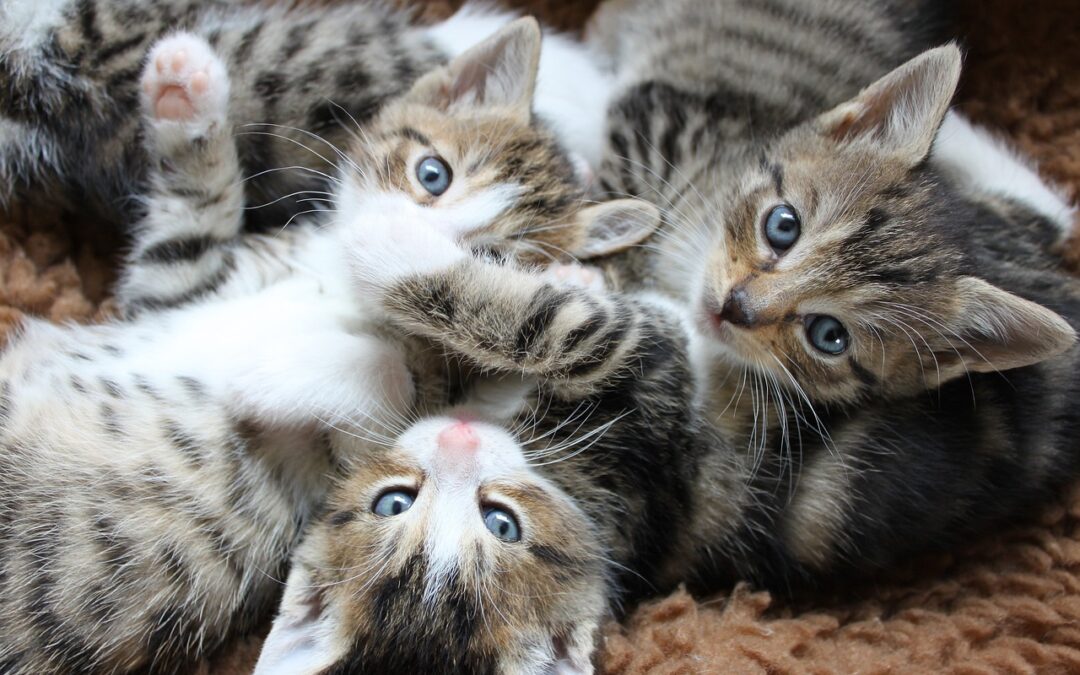 Katzenschutzverordnung