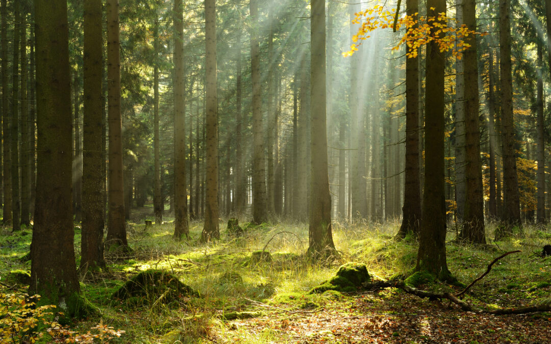 Waldkonzept: Mehr Naturwald für Dortmund