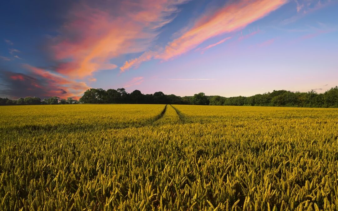 Unterstützung, Förderung und Sichtbarmachung der Dortmunder und angrenzender Land- und Ernährungswirtschaft als Wirtschaftsfaktor 