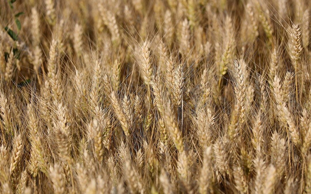 Städtische landwirtschaftliche Pachtflächen